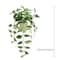 25" Variegated Hoya in White Ceramic Pot by Ashland®